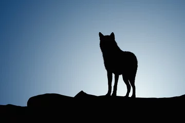 Papier Peint photo Lavable Loup Loup au coucher de la lune