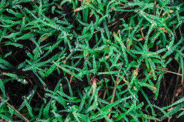 lush green , dew. field plants.