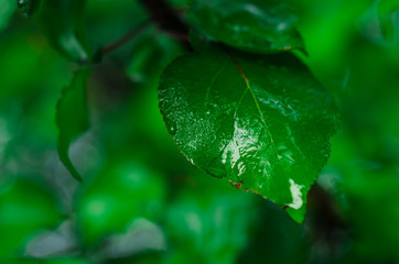 lush green , dew. field plants.