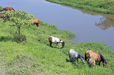 Horses grazing in the blue river meadow