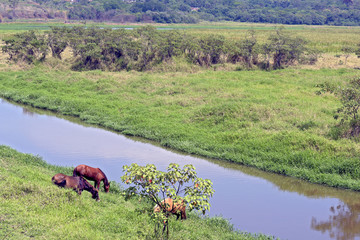 Horses grazing in the blue river meadow
