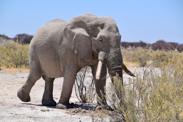 Fototapeta na wymiar Elefantenbulle in Namibia