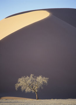 Tree growing below sanddune. Sossusvlei. Namibia.