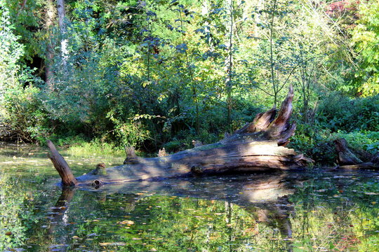 Baumstamm im Moor