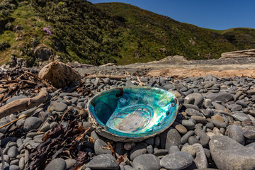 Paua Shell On Rocky Shoreline 