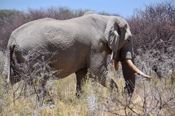 Elefantenbulle in Namibia