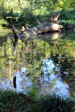 Baumstamm im Moor