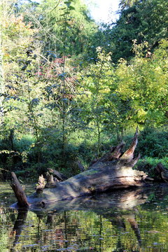 Baumstamm im Moor