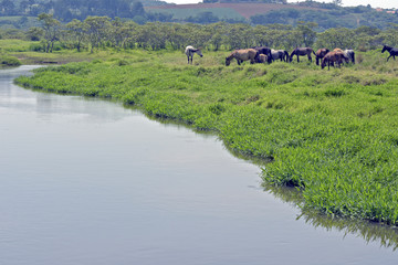 Horses grazing in the blue river meadow