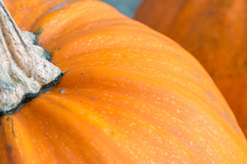 Abstract Closeup Pumpkin Orange Texture Background Fall Halloween Autumn Seasonal Fresh Vegetable