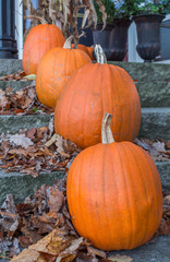 Pumpkins Orange Texture Background Fall Halloween Autumn Seasonal Fresh Stairs