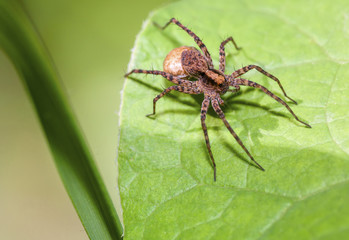 spider on green leaf