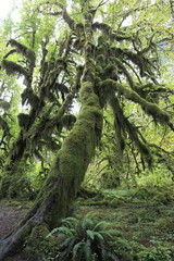 ホー・レインフォレスト