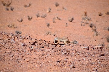 Eichhörnchen - Wüste - Namibia