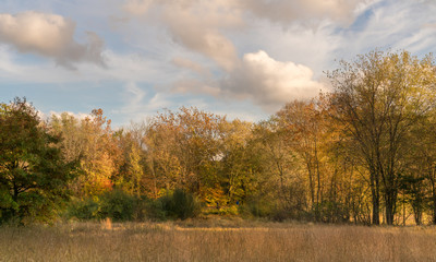 Fototapeta premium Scarlet Oak Pond In Autumn