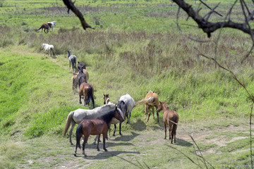 Horses grazing on green prairie