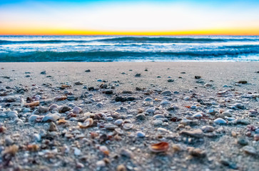 seashells and pebbles on a sandy beach shore with waves and morning sky in the background