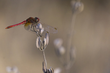 Rubi volador