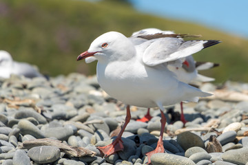 Seagull In Windy Day 