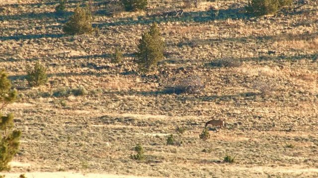 Distant pregnant kiger mustang mare Wild Horses Steens Mountain Near malheur Wildlife Refuge 19