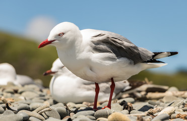 Seagull On Rocky Beach
