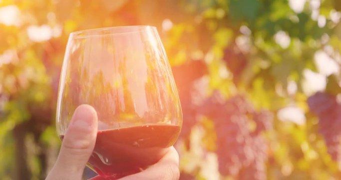A winegrower in his vineyard smells and tastes a glass of high quality Italian or French wine, just produced with an excellent grape. Concept of: drink, wine, agriculture, bio.