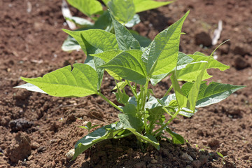 Close-up of growing bean sprouts