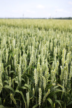 Young wheat stems in a field in summer