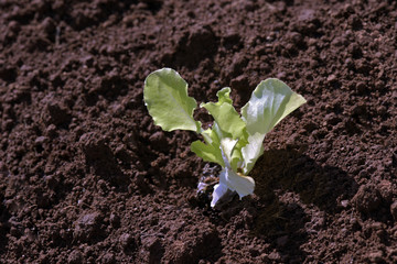 Sprout of lettuce isolated on red ground