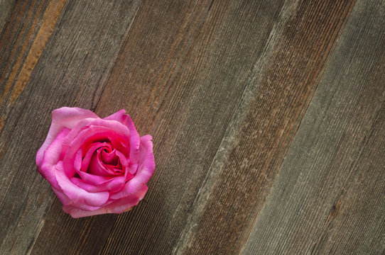 Single Rose on Cedar Table