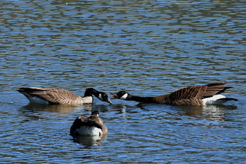 Gossiping Geese