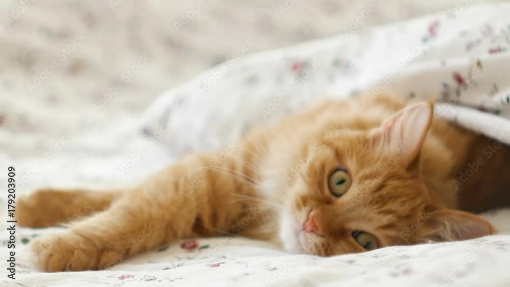 Wall mural cute ginger cat lying in bed. fluffy pet comfortably settled to sleep under blanket. cozy home backg