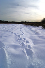 Deer Footprints going across a snowy meadow