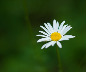A single white daisy in a field of green