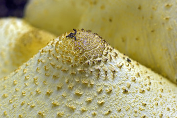 Close-up of yellow fungi