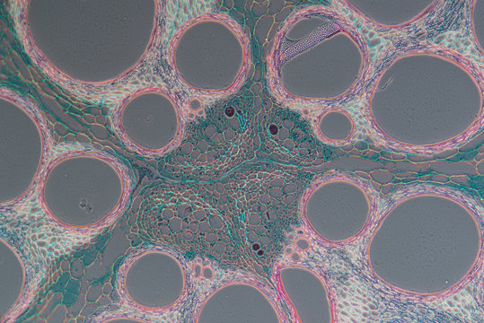 Cells of plant, Cucurbita stem