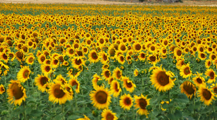 sunflower © alberto