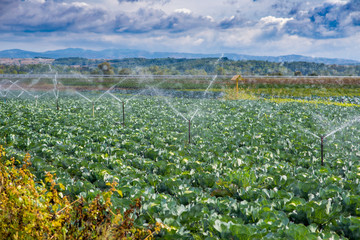 Irrigation system for watering cabbage field