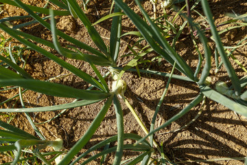 Close-up de onion plantation