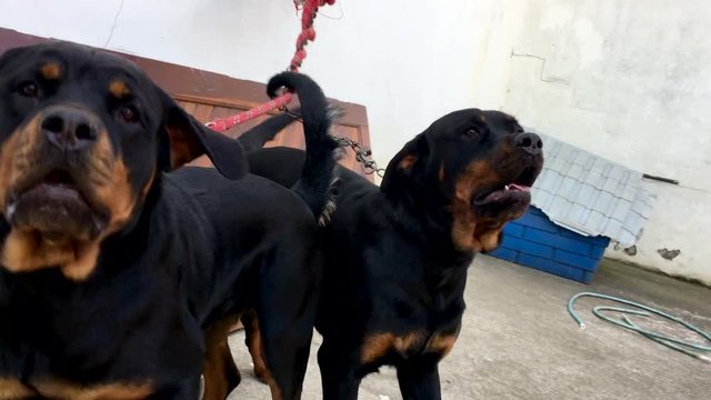 Rottweiller dogs chained to the wall wanting attention and to escape from domestication