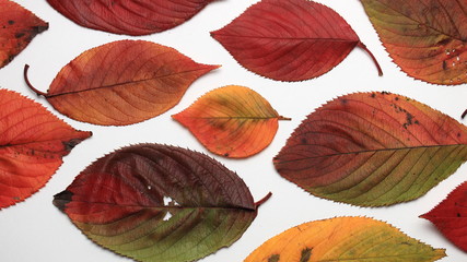 Fototapeta premium 紅葉 落ち葉