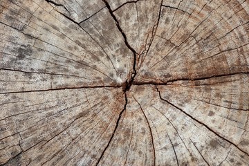 Wood background