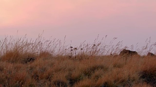 Dusk red smoke from wildflowers Summit Steens Mountain Near malheur Wildlife Refuge 18
