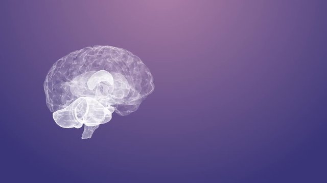 Spinning brain with plexus