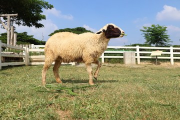 Fototapeta premium Sheep on the farm