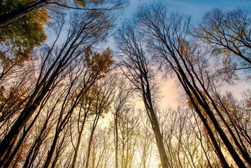 Beautiful part of the forest