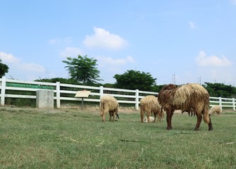 Sheep on the farm