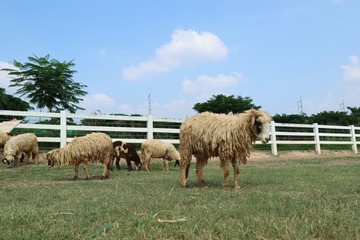 Obraz premium Sheep on the farm