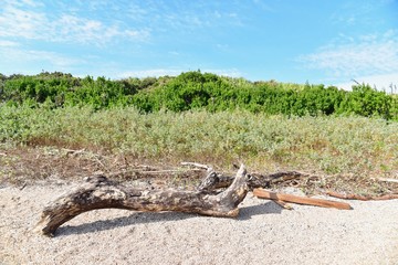 Isolated Wooden Log on Aoshima Island in Miyazaki Prefecture