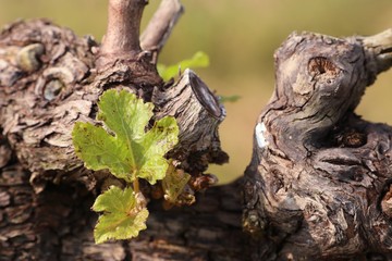 Grape leaves new sprouting